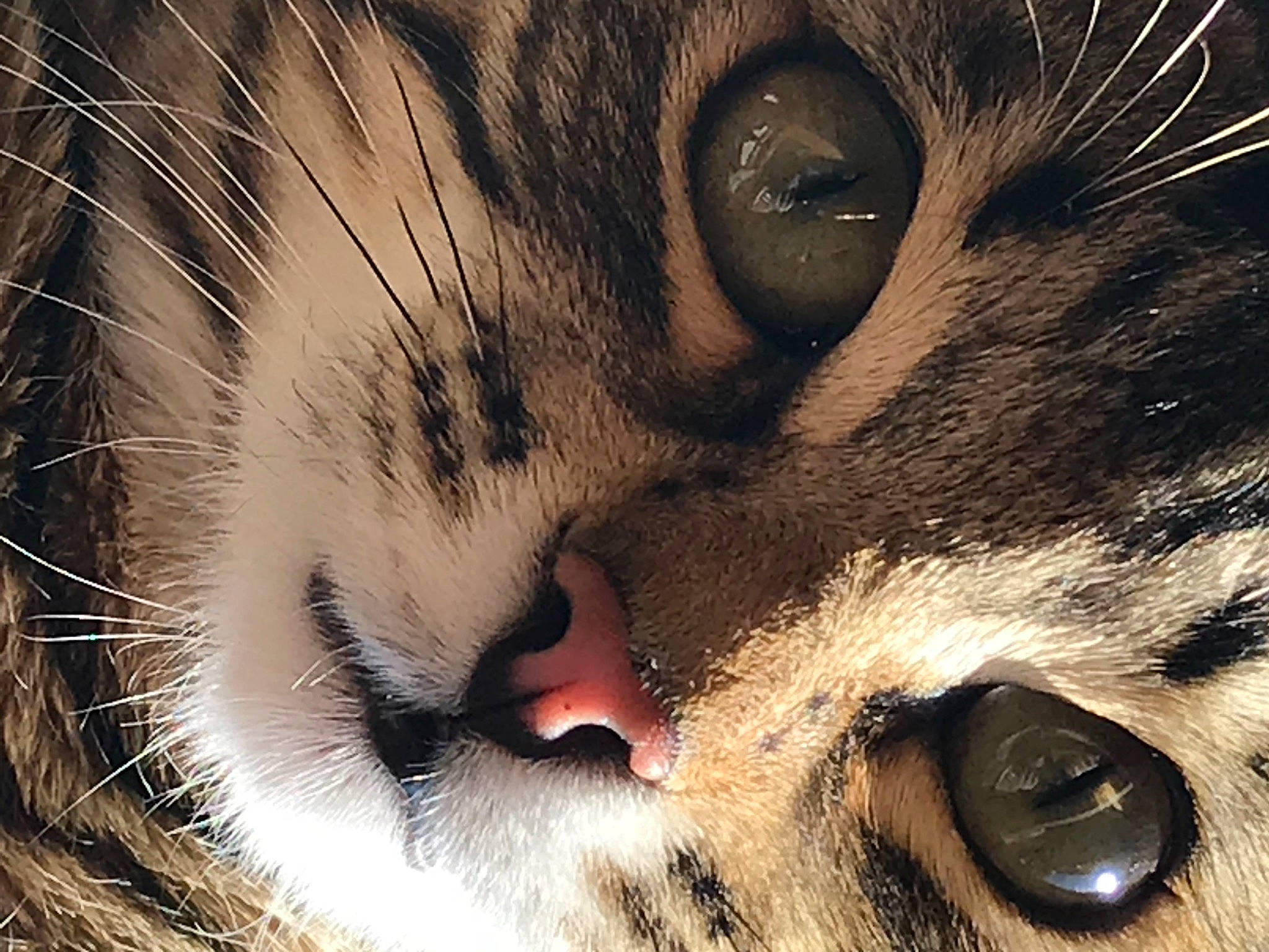 Winny participe au concours pour gagner de l'argent avec cette photo : carnivore, cat, close_up, domestic_short_haired_cat, eye, eyelash, felidae, fur, grass, head, macro_photography, paw, photo_caption, sleep, small_to_medium_sized_cats, snout, tail, terrestrial_animal, whiskers, wildlife