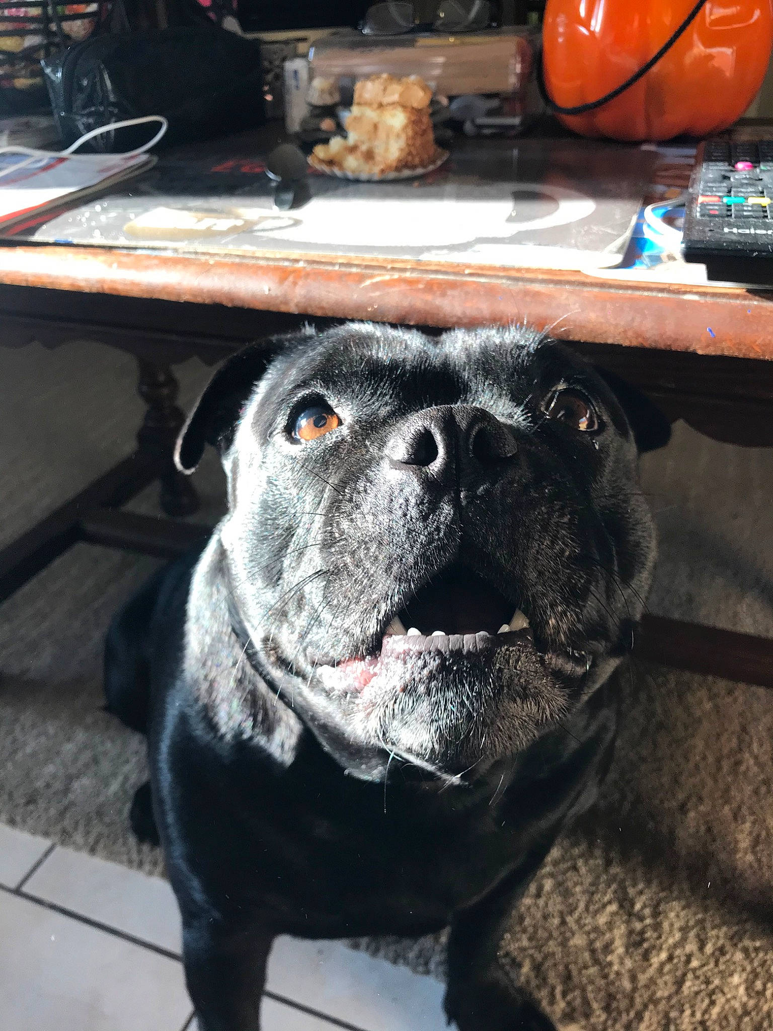 Jess a rejoint le concours — aidez-le/la à gagner de superbes lots ! american_bulldog, american_pit_bull_terrier, bulldog, canidae, carnivore, companion_dog, dog, dog_breed, fawn, french_bulldog, mammal, molosser, non_sporting_group, olde_english_bulldogge, pit_bull, rare_breed_dog, snout, sporting_group, staffordshire_bull_terrier