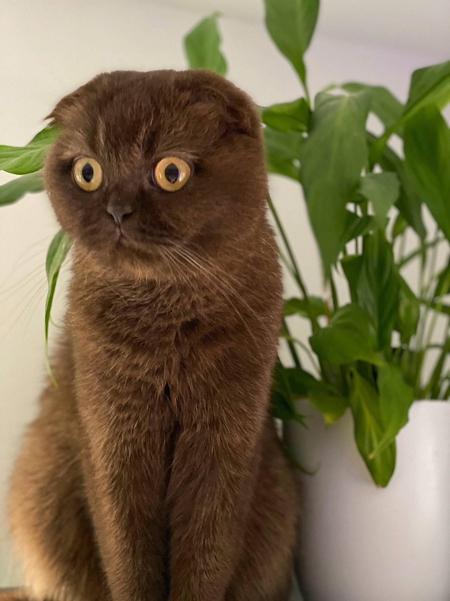 Chilli joined the competition — help win amazing prizes! annual_plant, carnivore, cat, fawn, felidae, flowering_plant, flowerpot, fur, grass, groundcover, herb, houseplant, plant, small_to_medium_sized_cats, snout, terrestrial_animal, terrestrial_plant, whiskers
