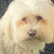 Onyx participe au concours pour gagner de l'argent avec cette photo : dog, fluffy, white_fur, pet, animal, close_up, portrait, outdoor, woven_surface, cute, fur, face, nostrils, ears, snout, sitting, companion, domestic_animal, canine, friendly