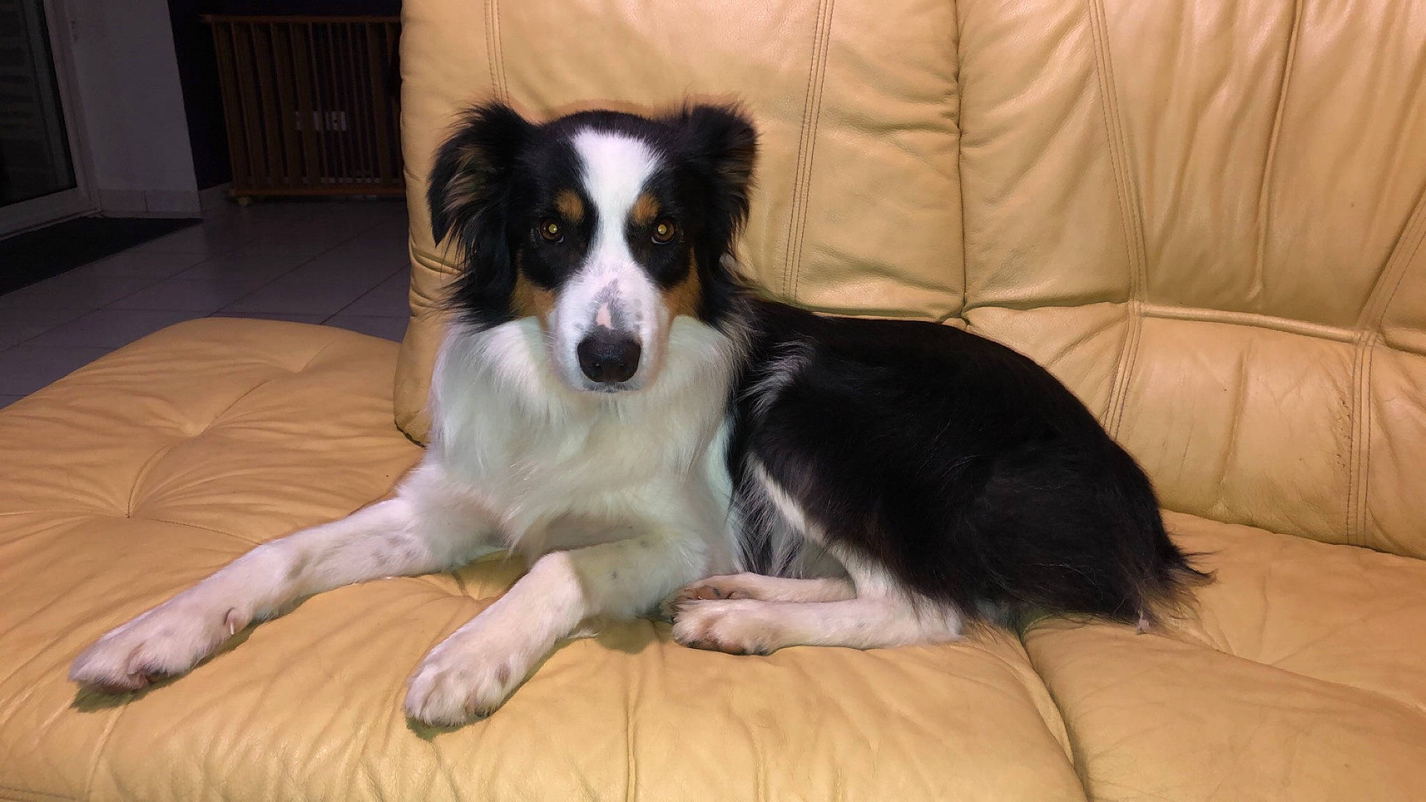 Marley a rejoint le concours — aidez-le/la à gagner de superbes lots !