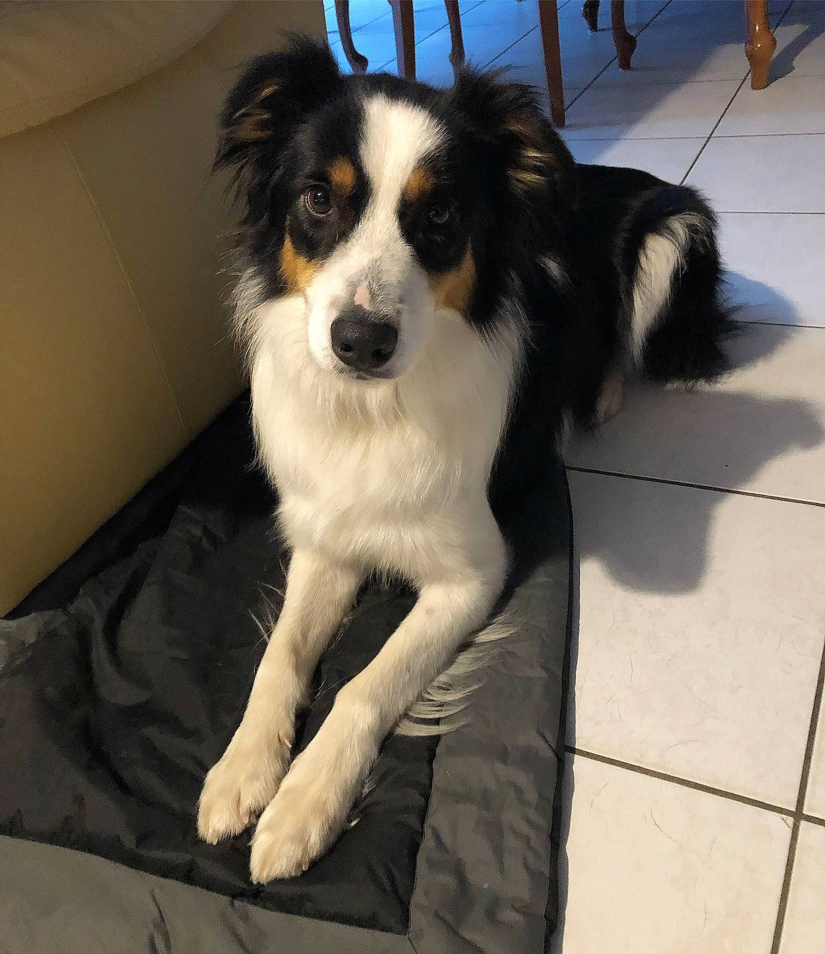 Marley a rejoint le concours — aidez-le/la à gagner de superbes lots !