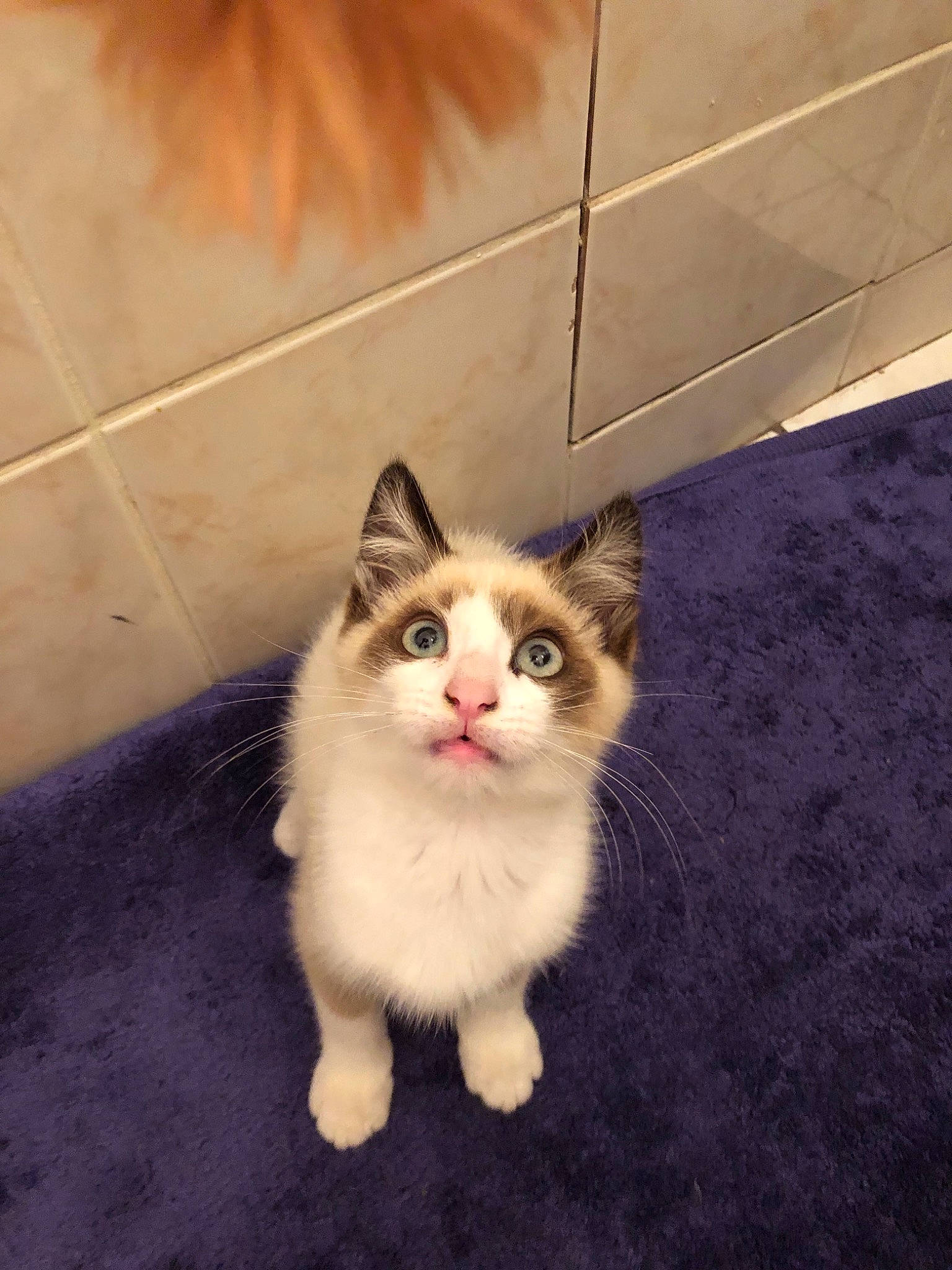 Rox a rejoint le concours — aidez-le/la à gagner de superbes lots !