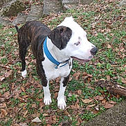 Amos Aka Mert joined the competition — help win amazing prizes! alert, animal, brown, canine, collar, dog, ears, forest_floor, grass, leaf, nature, outdoor, paw, pet, side_view, snout, standing, steps, stone, white