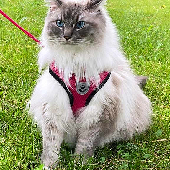Maybel