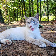 Kris is registered to the contest to win money with this photo: animal, cat, closeup, dappled_light, eye_color, forest, fur, ground, heterochromia, leaf, lying_down, mammal, nature, outdoor, paw, pet, playful, sunlight, tree, whiskers