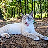 animal, cat, closeup, dappled_light, eye_color, forest, fur, ground, heterochromia, leaf, lying_down, mammal, nature, outdoor, paw, pet, playful, sunlight, tree, whiskers