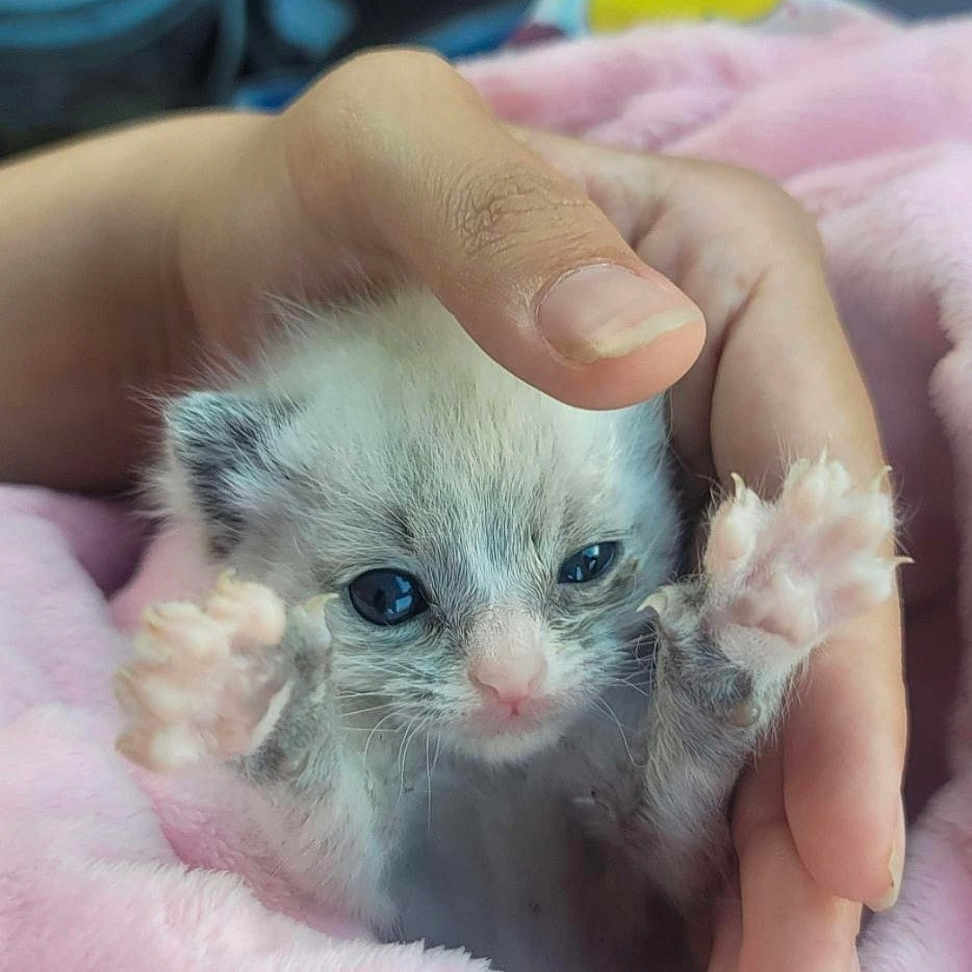 Atomic Bomb is registered to the contest to win money with this photo: kitten, cat, baby_animal, pink_blanket, hand, cute, furry, small, blue_eyes, soft_texture, indoor, cozy, pet, animal, young, feline, close_up, cuddle, adorable, warm