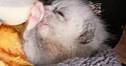 Atomic Bomb joined the competition — help win amazing prizes! animal, baby_animal, blanket, bottle, closeup, comfort, cozy, cute, domestic, drinking, feeding, fur, fuzzy, indoor, kitten, pet, sleepy, small, soft, young