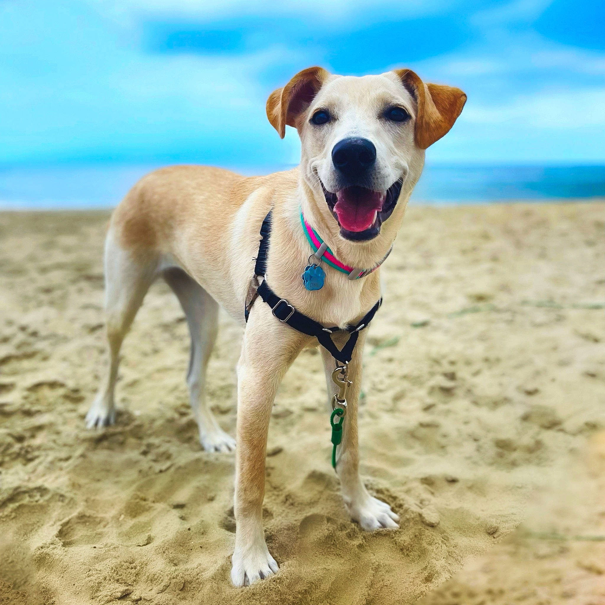 Dixie joined the competition — help win amazing prizes! beach, canidae, carnivore, cloud, collar, companion_dog, dog, dog_breed, dog_collar, dog_supply, fawn, landscape, leash, pet_supply, sand, sky, snout, sporting_group, tail, water