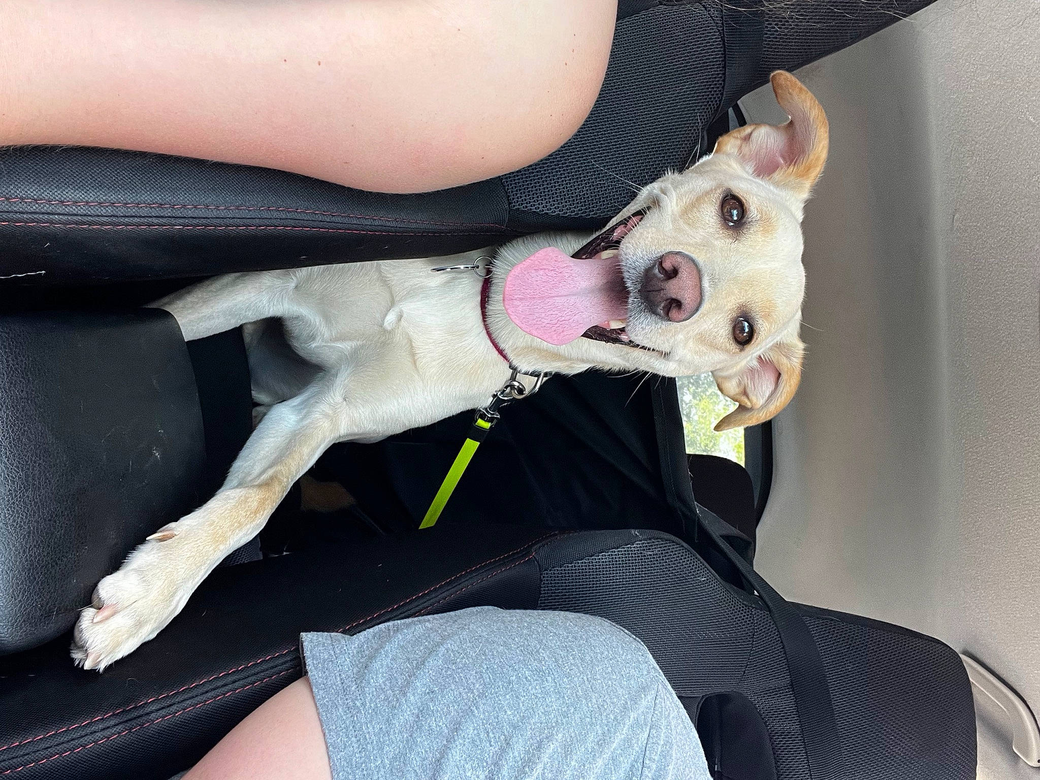 Dixie joined the competition — help win amazing prizes! canidae, carnivore, chest, collar, companion_dog, dog, dog_breed, dog_collar, fashion_accessory, fawn, flesh, foot, fur, human_leg, knee, snout, sporting_group, thigh, whiskers, wrist