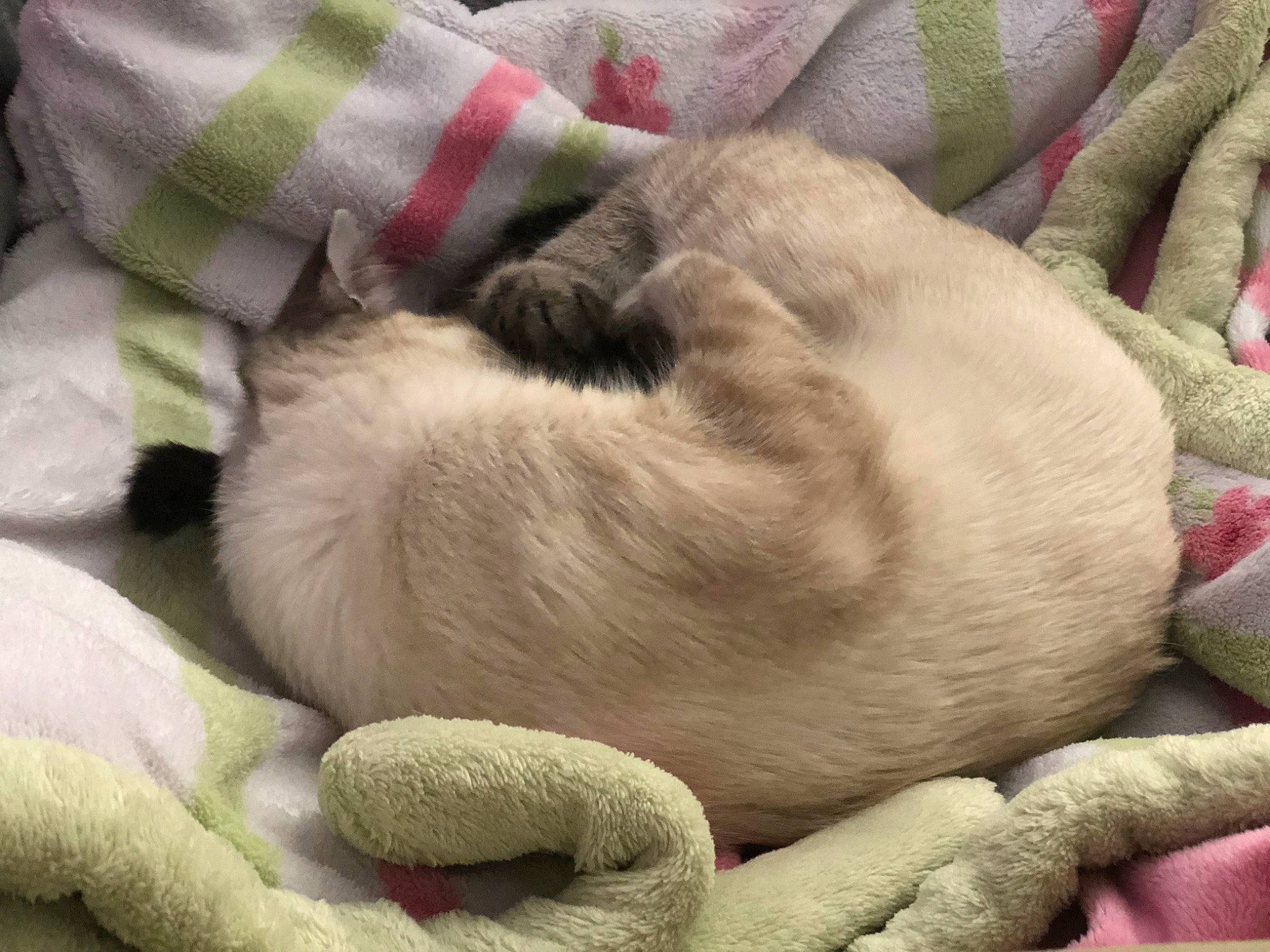 Easter joined the competition — help win amazing prizes! canidae, carnivore, cat, claw, fawn, felidae, fur, nap, paw, puppy, sleep, small_to_medium_sized_cats, snout