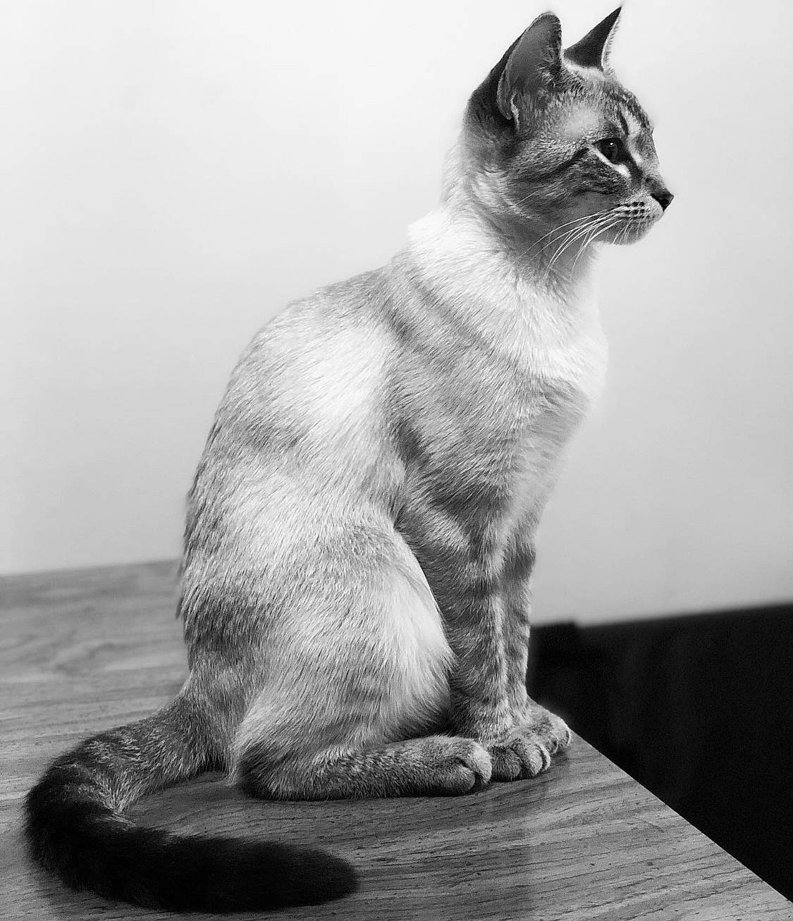 Easter joined the competition — help win amazing prizes! asian, balinese, black_and_white, carnivore, cat, domestic_short_haired_cat, felidae, kitten, mammal, monochrome, paw, siamese, sitting, small_to_medium_sized_cats, snout, tail, thai, tonkinese, whiskers