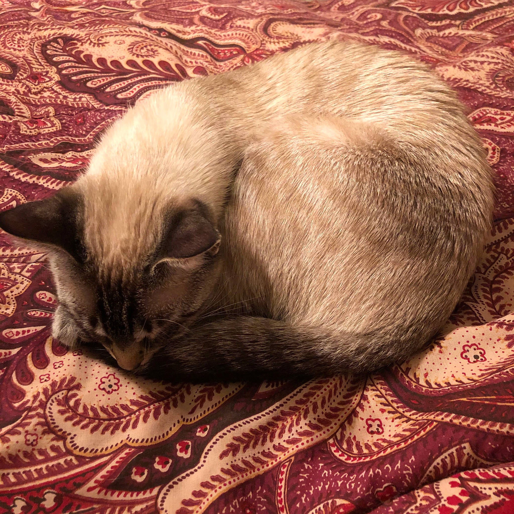 Easter is registered to the contest to win money with this photo: asian, burmese, carnivore, cat, cat_bed, fawn, felidae, fur, kitten, nap, siamese, sleep, small_to_medium_sized_cats, tail, thai, tonkinese, whiskers