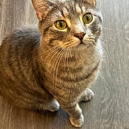 Silver joined the competition — help win amazing prizes! cat, tabby, pet, animal, feline, whiskers, yellow_eyes, curious, close_up, floor, wooden_floor, indoor, cute, domestic_cat, mammal, sitting, fur, striped, looking_up, portrait