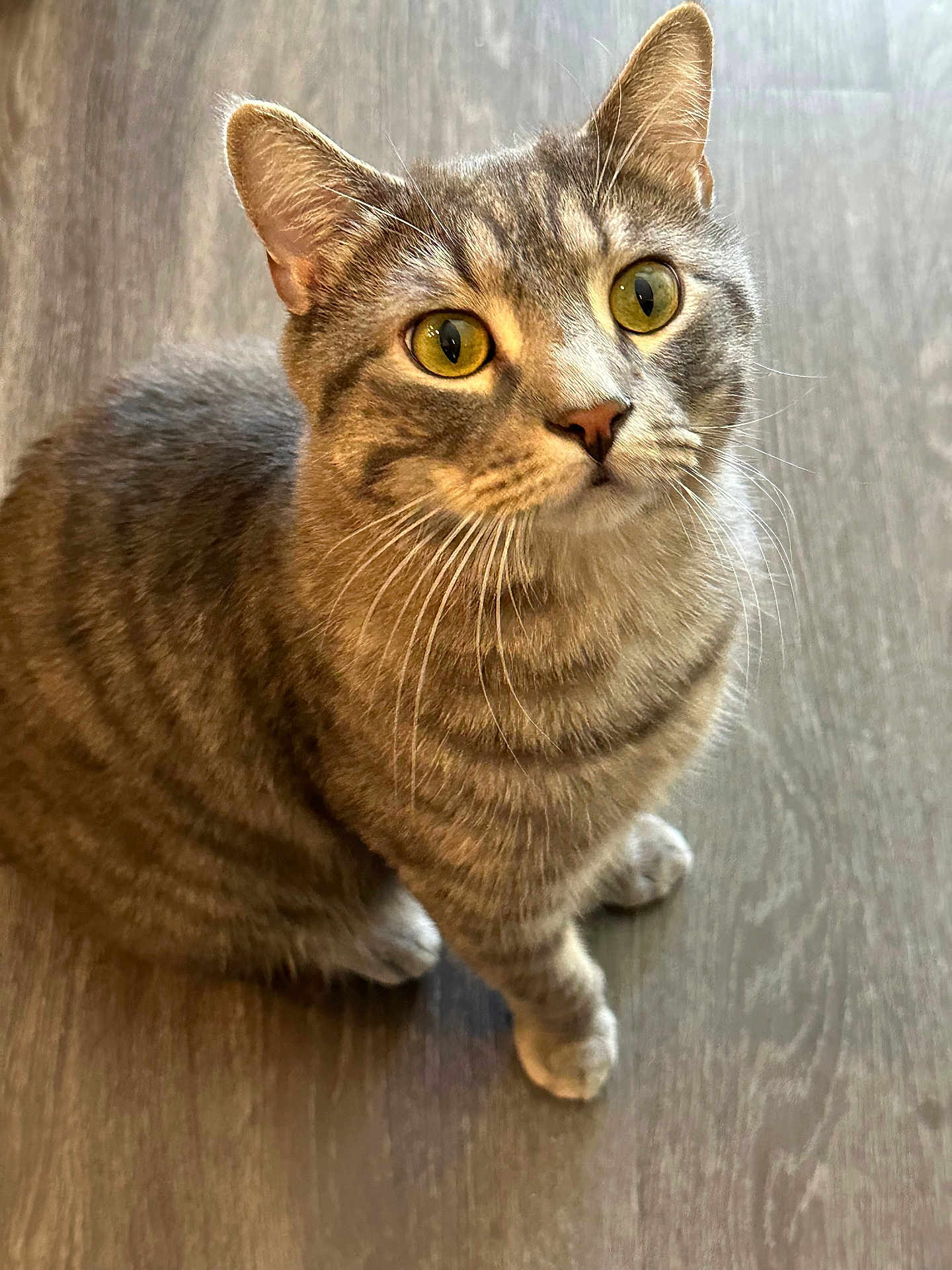 Silver joined the competition — help win amazing prizes! cat, tabby, pet, animal, feline, whiskers, yellow_eyes, curious, close_up, floor, wooden_floor, indoor, cute, domestic_cat, mammal, sitting, fur, striped, looking_up, portrait