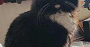 Sylvester is registered to the contest to win money with this photo: animal, black_and_white, cat, flower_coaster, fluffy, green_eyes, home, indoors, laundry, longhaired, pet, portrait, sitting, table, tuxedo_cat, whiskers, white_chest, white_paws, window, wooden_table