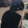 Sylvester is registered to the contest to win money with this photo: cat, tuxedo_cat, black_and_white, fluffy, longhaired, sitting, whiskers, green_eyes, white_paws, white_chest, pet, animal, indoors, table, wooden_table, flower_coaster, laundry, window, home, portrait