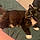 Sylvester