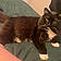 Sylvester