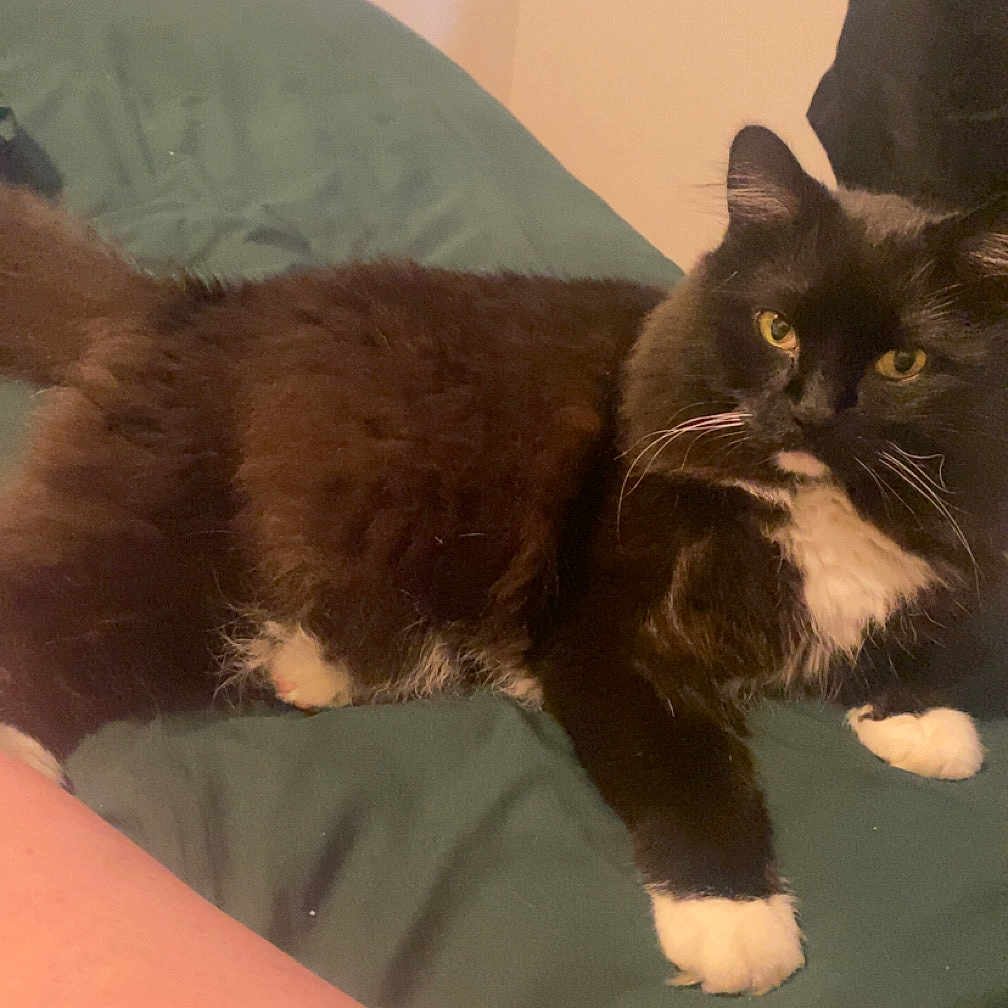 Sylvester