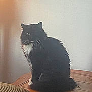 Sylvester is registered to the contest to win money with this photo: cat, black_cat, white_chest, long_hair, fluffy, whiskers, green_eyes, sitting, profile, pet, animal, feline, indoors, wooden_surface, furniture, warm_lighting, wall, couch, portrait, cozy