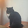 cat, black_cat, white_chest, long_hair, fluffy, whiskers, green_eyes, sitting, profile, pet, animal, feline, indoors, wooden_surface, furniture, warm_lighting, wall, couch, portrait, cozy