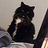 Sylvester joined the competition — help win amazing prizes! cat, black_and_white, fluffy, long_hair, tuxedo_cat, pet, animal, portrait, sitting, bed, bedroom, blanket, bedding, indoor, cozy, yellow_eyes, collar, bell, whiskers, photograph