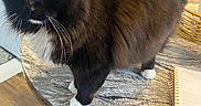 Sylvester is registered to the contest to win money with this photo: cat, black_cat, white_paws, fluffy, long_hair, tuxedo_cat, green_eyes, whiskers, feline, animal, pet, indoors, table, marble_surface, flowers, bouquet, notebook, kitchen, home, portrait