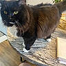 cat, black_cat, white_paws, fluffy, long_hair, tuxedo_cat, green_eyes, whiskers, feline, animal, pet, indoors, table, marble_surface, flowers, bouquet, notebook, kitchen, home, portrait