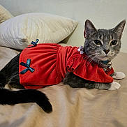 April is registered to the contest to win money with this photo: cat, gray_cat, white_paws, red_dress, bow, pet_clothing, bed, pillow, indoor, feline, animal, cute, relaxed, domestic_cat, whiskers, tail, collar, fur, resting, soft_texture
