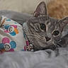 April is registered to the contest to win money with this photo: cat, gray_tabby, pet, animal, cute, cozy, clothing, shirt, colorful, smiling_flowers, jewelry, collar, domestic, fur, whiskers, ears, face, resting, bed, blanket