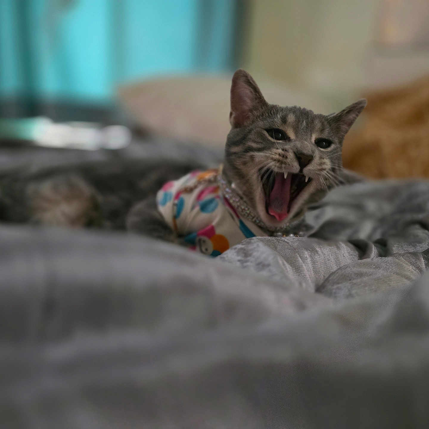 April is registered to the contest to win money with this photo: cat, animal, pet, feline, bed, blanket, indoor, yawning, clothing, necklace, gray, soft, blurred_background, resting, cute, closeup, fur, domestic, mammal, cozy