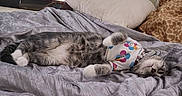 April joined the competition — help win amazing prizes! cat, lying_down, indoor, blanket, pillow, gray, shirt, colorful, flower_pattern, collar, pet, cozy, relaxed, fur, whiskers, sleepy, resting, cute, domestic_animal, bed