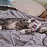 cat, lying_down, indoor, blanket, pillow, gray, shirt, colorful, flower_pattern, collar, pet, cozy, relaxed, fur, whiskers, sleepy, resting, cute, domestic_animal, bed