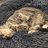 April joined the competition — help win amazing prizes! cat, tabby, sleeping, pet_bed, collar, pearls, furry, gray, cute, domestic_cat, relaxed, indoor, paw, whiskers, adorable, fluffy, resting, animal, cozy, cute_pet
