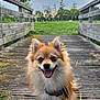 Kyss participe au concours pour gagner de l'argent avec cette photo : animal, bridge, clouds, dog, ears_up, fluffy, grass, happy, leash, nature, outdoor, park, pet, pomeranian, sky, smiling, sunset, tongue_out, trees, wood