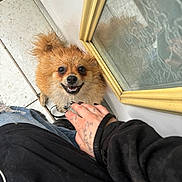 Kyss participe au concours pour gagner de l'argent avec cette photo : black_clothing, close_up, cute, dog, friendly, fur, hand, happy, indoor, jeans, looking_up, mirror, person, pet, small_dog, smiling, tattoo, tiled_floor, wet, yellow_frame