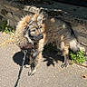 dog, leash, pavement, stone_wall, sunlight, shadow, fur, outdoor, pet, animal, curious, standing, nature, daylight, walk, canine, fluffy, side_view, quiet, calm