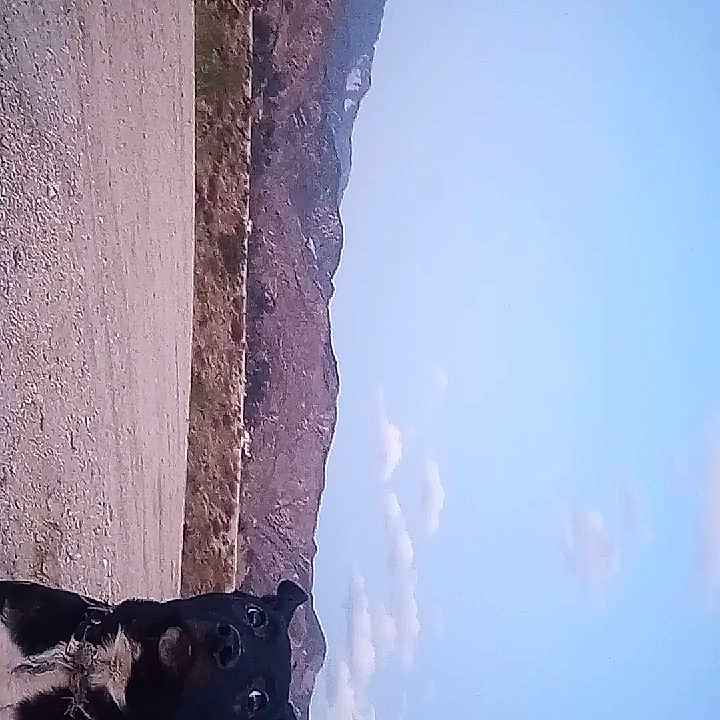 Marcy is registered to the contest to win money with this photo: animal, black_dog, clouds, collar, curious, dog, evening, gravel_path, landscape, moon, mountain, nature, outdoor, pet, quiet, rocks, scenic, serene, sky, wilderness