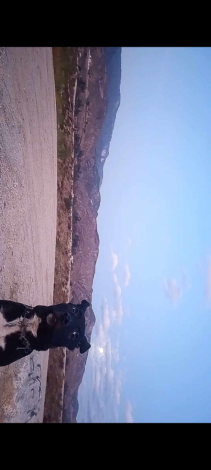 Marcy is registered to the contest to win money with this photo: animal, black_dog, clouds, collar, curious, dog, evening, gravel_path, landscape, moon, mountain, nature, outdoor, pet, quiet, rocks, scenic, serene, sky, wilderness