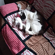 Roby participe au concours pour gagner de l'argent avec cette photo : cat, black_and_white, sleeping, curled_up, stuffed_animal, plush_toy, blanket, patchwork, cozy, feline, pet, indoor, resting, cute, animal, snuggling, soft, comfortable, fur, relaxation