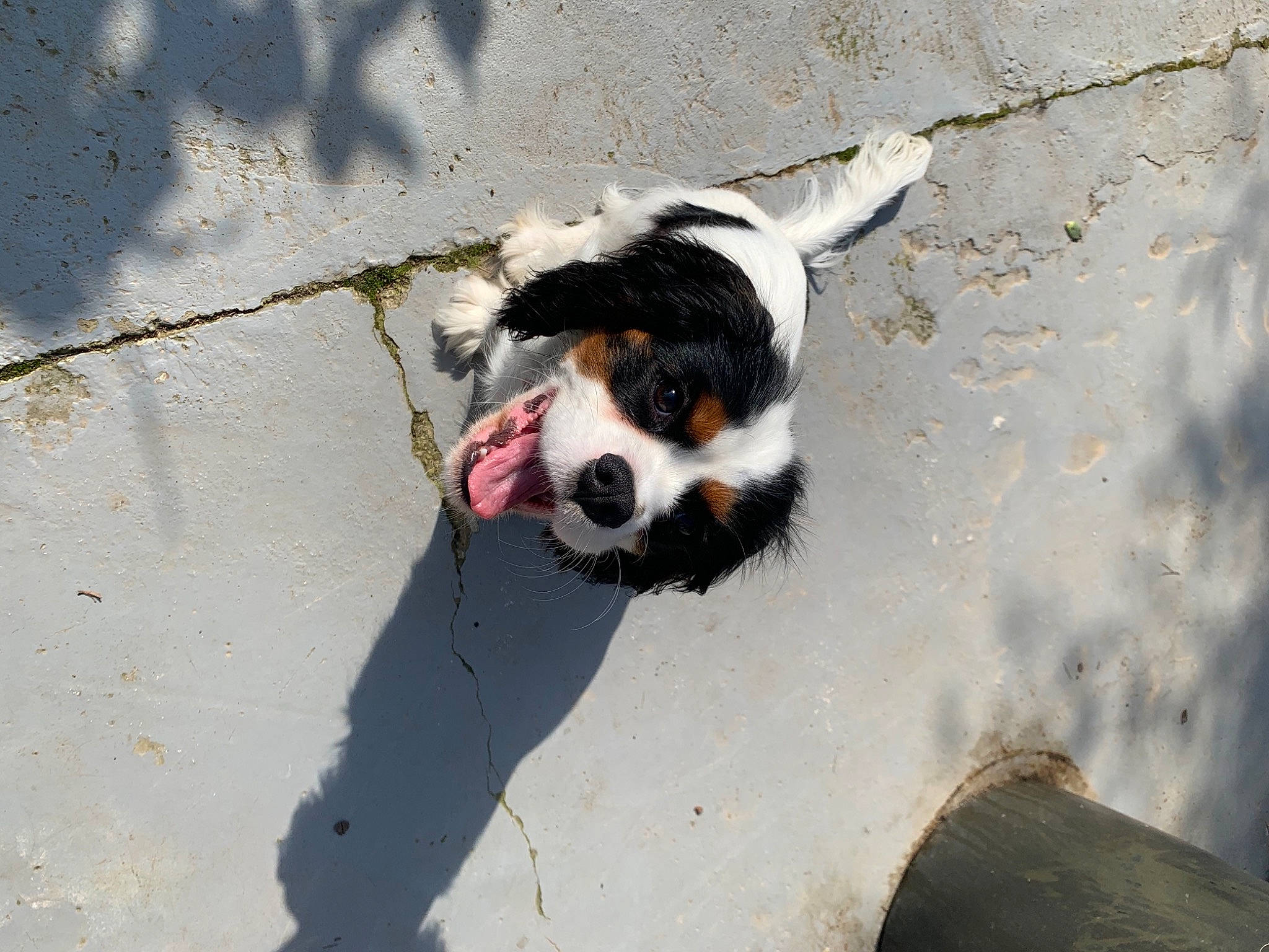 Roby participe au concours pour gagner de l'argent avec cette photo : asphalt, canidae, carnivore, cavalier_king_charles_spaniel, companion_dog, dog, dog_breed, dog_supply, door, fur, road_surface, shadow, sidewalk, snout, soil, spaniel, sporting_group, tail, toy_dog, working_dog