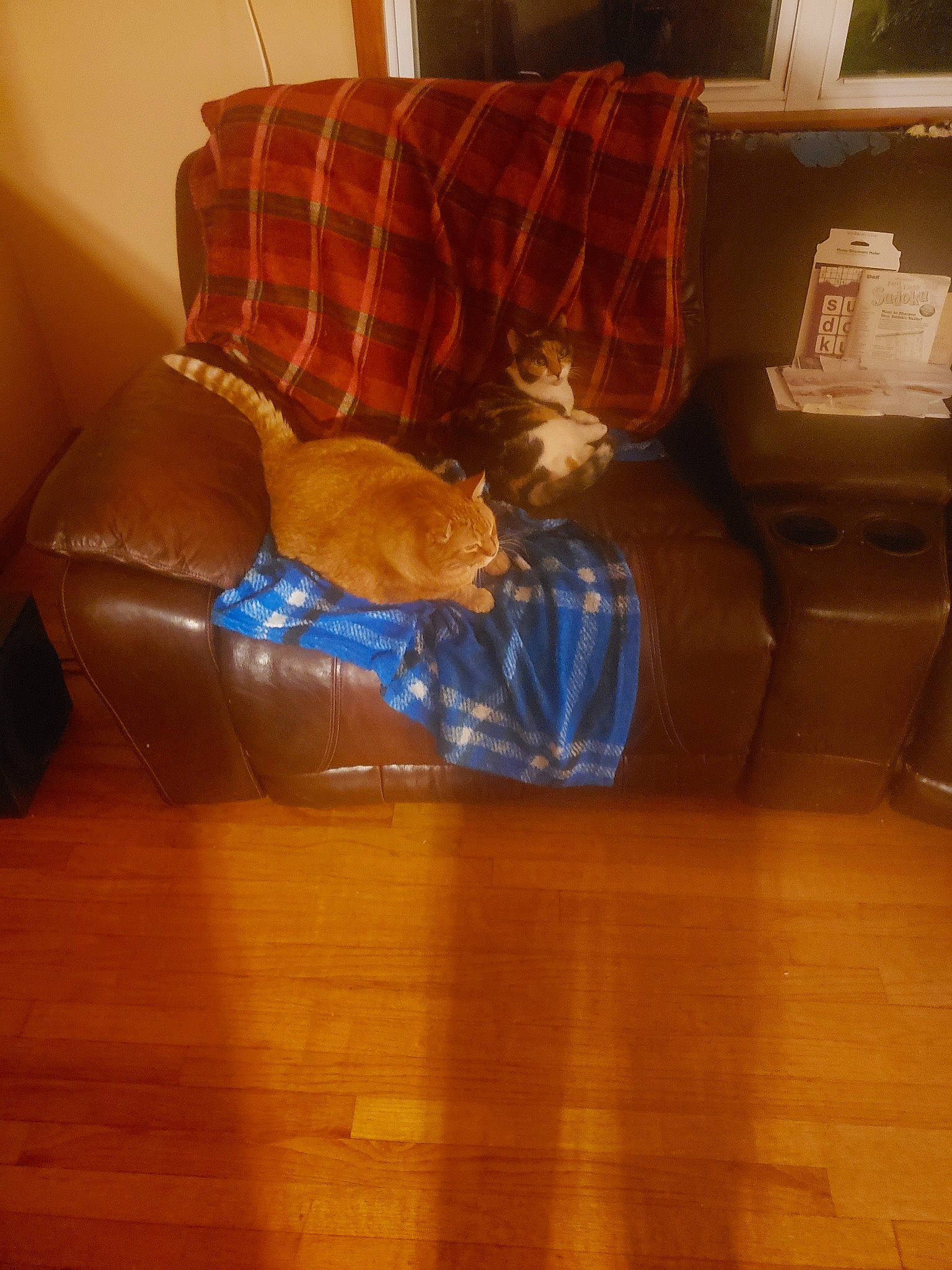 Orange Ball Stripe is registered to the contest to win money with this photo: couch, floor, flooring, furniture, hardwood, room