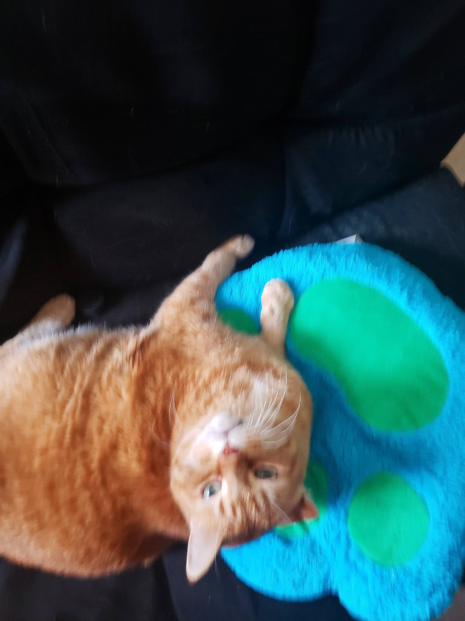 Orange Ball Stripe is registered to the contest to win money with this photo: carnivore, cat, european_shorthair, fawn, felidae, german_rex, kitten, small_to_medium_sized_cats, tabby_cat, whiskers