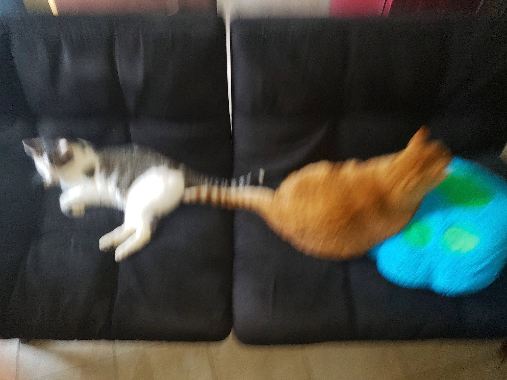 Orange Ball Stripe joined the competition — help win amazing prizes! carnivore, cat, cat_supply, couch, european_shorthair, fawn, felidae, floor, flooring, furniture, kitten, paw, play, small_to_medium_sized_cats, tail, whiskers