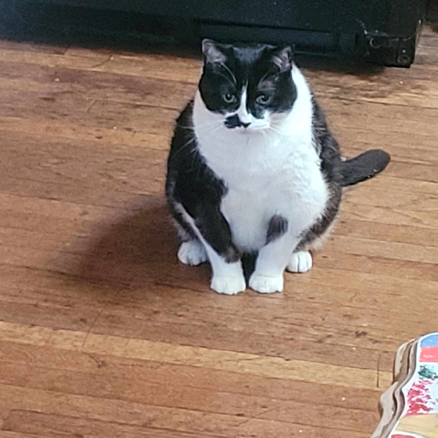 Oreo