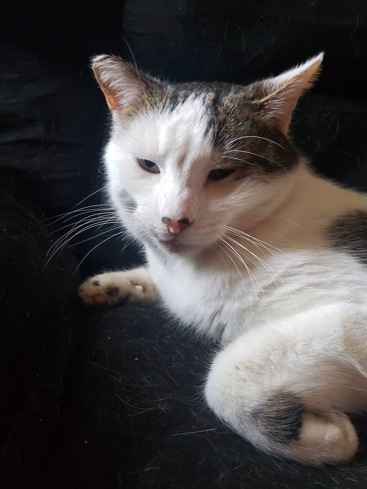 Sparta is registered to the contest to win money with this photo: aegean_cat, american_wirehair, carnivore, cat, domestic_short_haired_cat, european_shorthair, eye, felidae, kitten, mammal, ojos_azules, polydactyl_cat, small_to_medium_sized_cats, snout, turkish_angora, turkish_van, whiskers