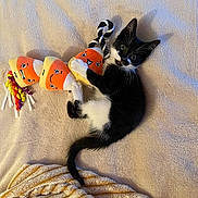 Jojo joined the competition — help win amazing prizes! kitten, cat, tuxedo_cat, black_and_white_cat, plush_toy, candy_corn, rope_toy, blanket, bed, cozy, lying_down, playful, paws, whiskers, ears, tail, big_eyes, indoor, soft_texture, cute