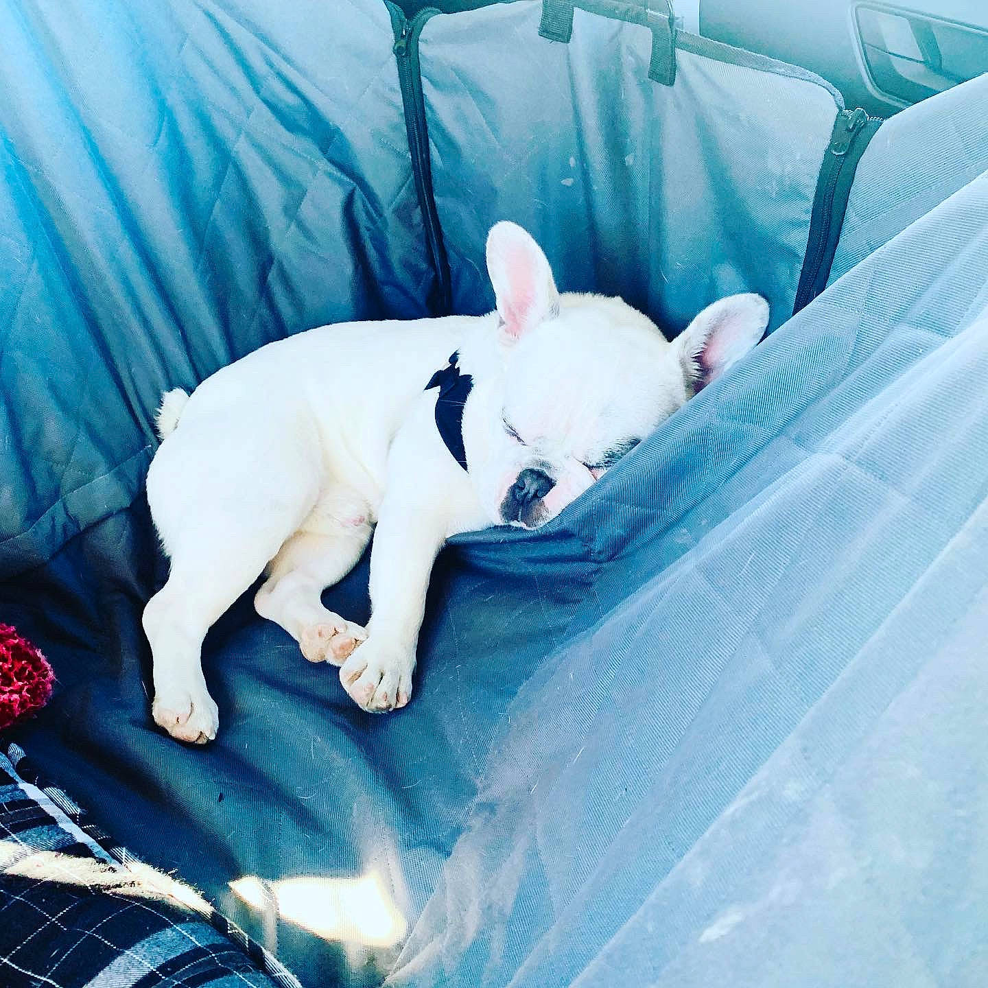 Watson joined the competition — help win amazing prizes! azure, carnivore, comfort, companion_dog, dog, dog_breed, electric_blue, fawn, grass, happy, head, hood, metal, plant, snout, sporting_group, toy_dog, whiskers, white, working_animal